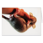 Hang in There Rat Card