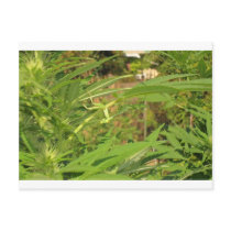 hang ten 420 cannabis shirts t-shirts weed tees