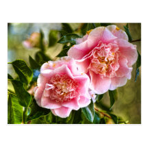 Hanging Camellias Postcards
