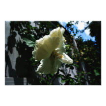 Hanging Flower Photograph