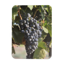 Hanging Grapes Flexible Magnet