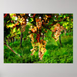 Hanging Grapes on the Vines posters