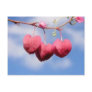 Hanging_hearts flower  postcard