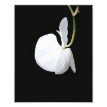 Hanging White Flower Photo