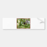 Hangover.JPG Funny beetle Lustiger Käfer Bumper Stickers