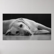 Hank 'ONE' Canvas Print