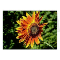 "Happiness in Orange" cards