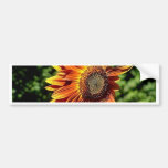 "Happiness in Orange"  Sunflower Bumper Sticker
