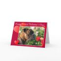 Happy Belated Valentine's Day Boxer Dog card
