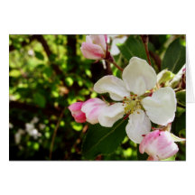 Happy Birthday_Apple-Blossom Cards
