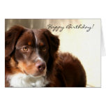 Happy Birthday Australian Shepherd greeting card