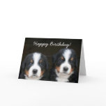 Happy Birthday Bernese pups greeting card