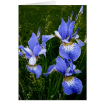 Happy Birthday - Blue Iris-Dark Cards