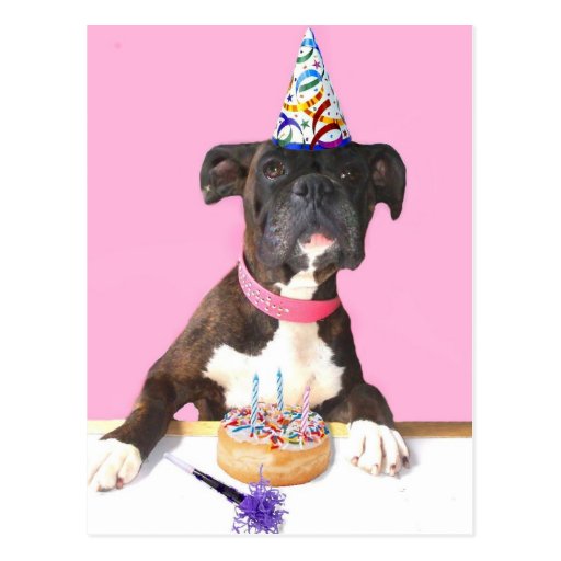 Happy Birthday Boxer dog postcard