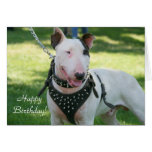 Happy Birthday Bull Terrier greeting card