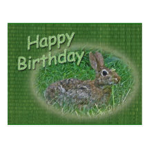 Happy Birthday Bunny Rabbit Cordinating Items Postcards