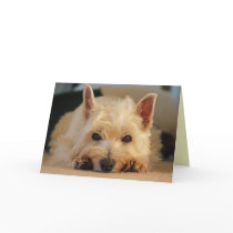 Happy Birthday Card - Westie Card