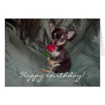 Happy Birthday Chihuahua Puppy Card