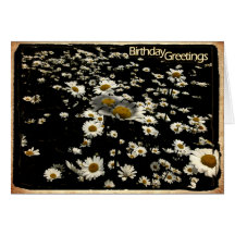 Happy Birthday, Daisies Card