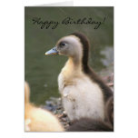Happy Birthday Duckling greeting card