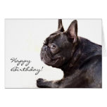 Happy Birthday French Bulldog card