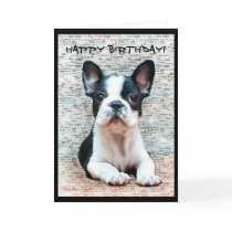 Happy Birthday French Bulldog greeting card