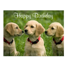 Happy Birthday Golden Retriever Puppies Postcard