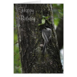 Happy Birthday Greeting Card