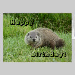 Happy Birthday groundhog cards
