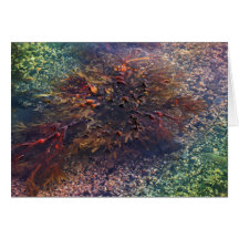 Happy Birthday - Kelp Card