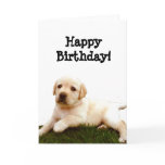 Happy Birthday Labrador puppy greeting card