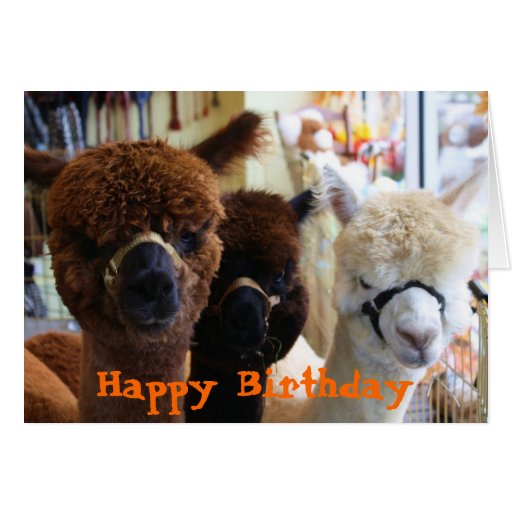 Happy Birthday Llama Card