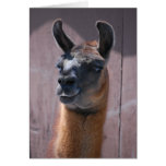 Happy Birthday  Llama Card