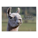 Happy Birthday llama | llama happy birthday Greeting Cards