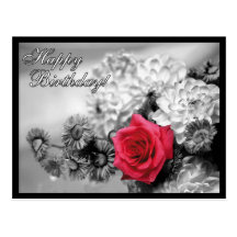 Happy Birthday! Red Rose with Black and White Post Cards
