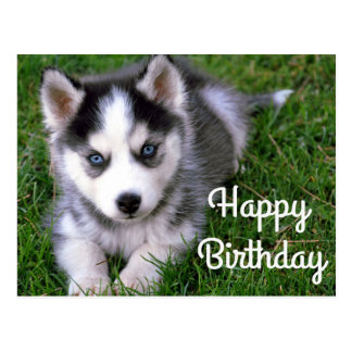 happy_birthday_siberian_husky_puppy_dog_