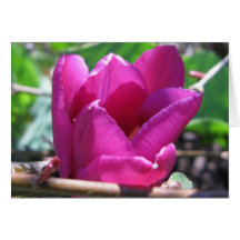 Happy Birthday - Tulip in the Wood Greeting Card