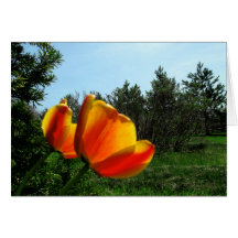 Happy Birthday - Tulips Greeting Card