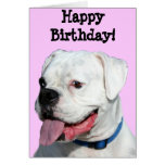 Happy Birthday White Boxer greeting card