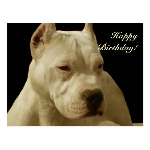 happy_birthday_white_pitbull_postcard-r1a83091194134830afff9966294edcd4_vgbaq_8byvr_512.jpg