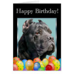 Happy Bithday Cane Corso greeting card