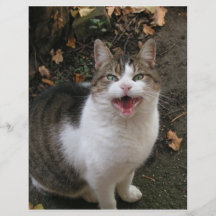 Happy Cat Flyers