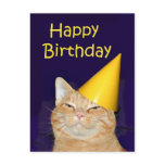 Happy cat Happy Birthday Postcards