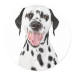Happy Dalmatian Puppy Dog Greeting Stickers