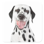 Happy Dalmatian Puppy Dog Greeting Stickers Labels
