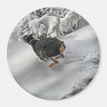 Happy Doberman in Snow Magnets