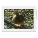 Happy Duck (Wide Bordered) Greeting Cards