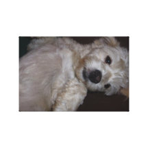 Happy Fluffy White Puppy Gallery Wrap Canvas