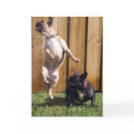 Happy French Bulldog Greeting Cards