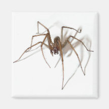 Happy Halloween spider Fridge Magnets